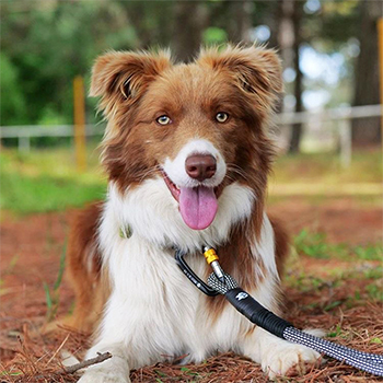 Sidney wears the Wolf & I Co. White Lines Training Leash
